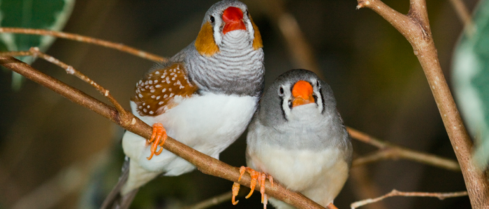 Zebra Finch