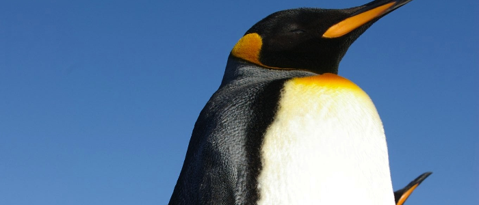 Falkland Islands Penguins