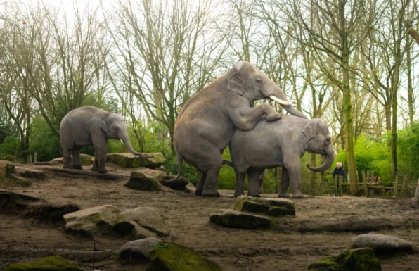 Elephants