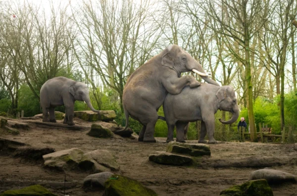 Elephants