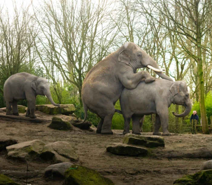 Elephants