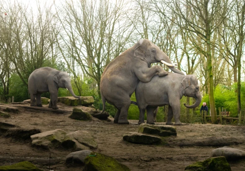 Elephants